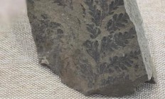 珍稀古蕨化石、全球18种鹿角蕨原生种等集中亮相上海