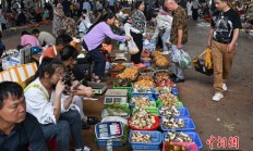 食用菌专家孙达锋：为“云南菌子”固本立标长成产业