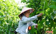 广西北海农民深耕设施蔬果种植 带动乡邻共富