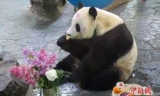 上海野生动物园为大熊猫“嘉嘉”庆祝14岁生日